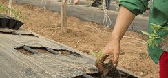 Home 2 - Agricultura 