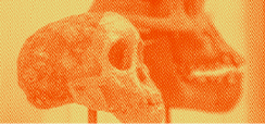 Home 2 - Debates Contemporâneos em Paleoantropologia