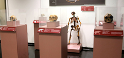 Home 2 - Exposição Ocupação Hominínia
