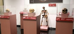 Home 2 - Exposição Ocupação Hominínia