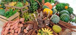 Home 2 - INCT sistema agroalimentar