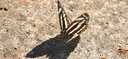 Home 2 - Informações sobre Biodiversidades Home 2 - Informações sobre Biodiversidades