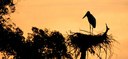 Home 2 - Tuiuiú -Pantanal