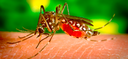 Home 2 - Zika