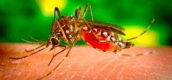 Home 2 - Zika