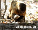 Home 3 - Arqueologia primata