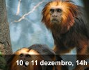 Home 3 - Micos-leões