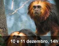 Home 3 - Micos-leões