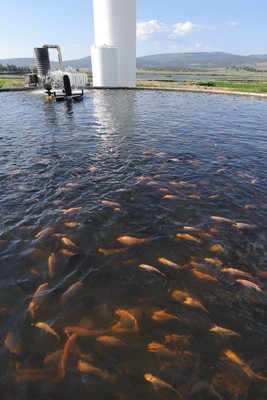 Home Aquicultura