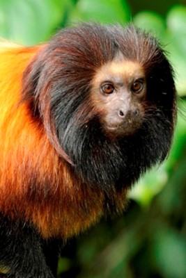 Mico-leão-de-cara-preta