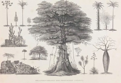 Martius EA