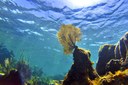 Oceano