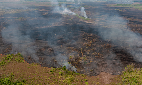 Operação Verde Brasil, Amazonas