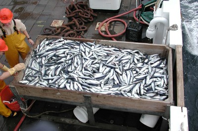 Pesca de captura