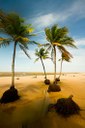 Praia de Cajuuna, Ilha de Marajó Praia de Cajuuna, Ilha de Marajó