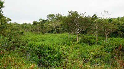 Regeneração natural assistida - Cotriguaçu/MT