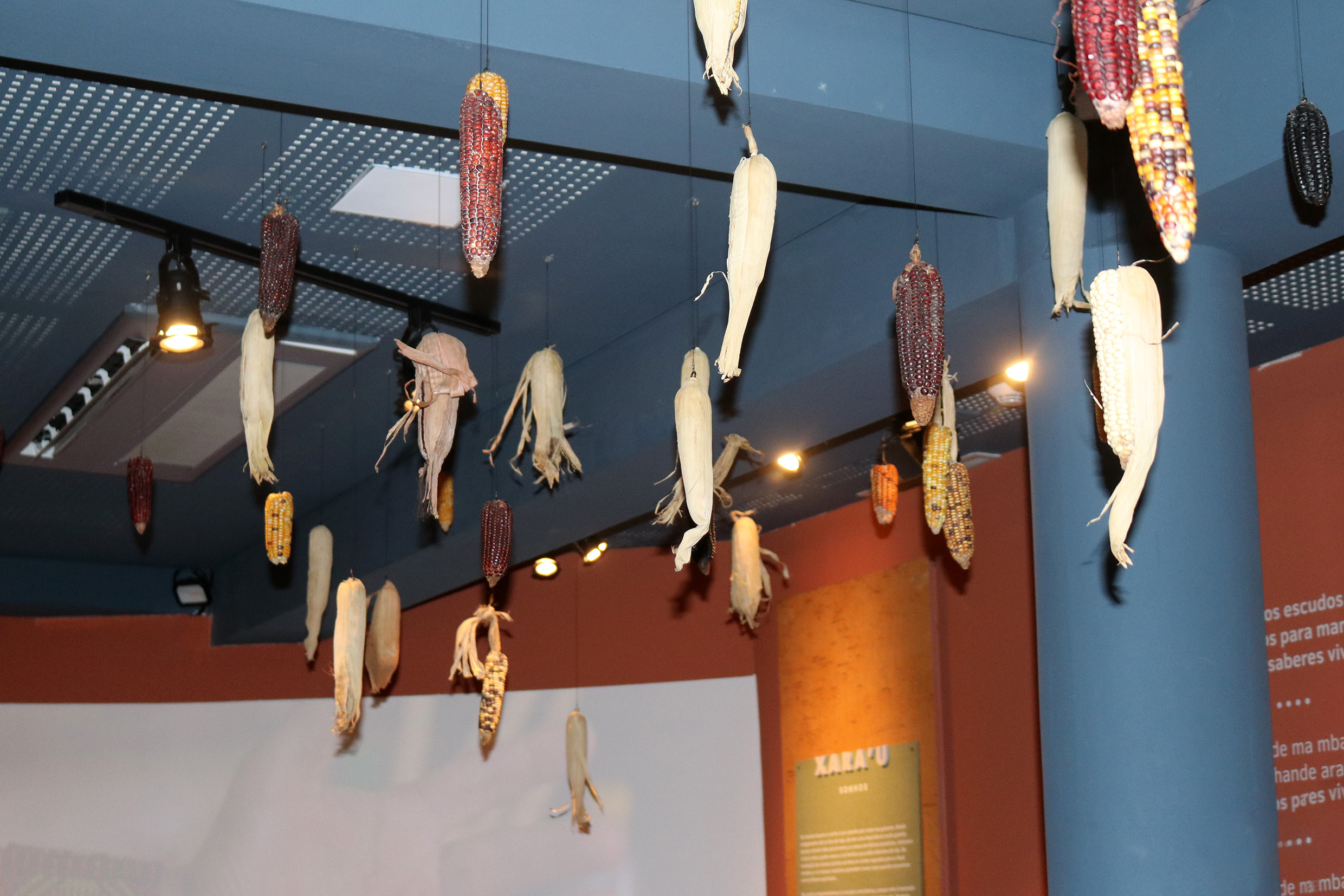 Instalação de milhos no Museu das Culturas Indígenas 