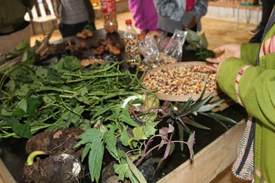 Espécies de plantas, batatas e milho, cultivados na aldeia Kalipety